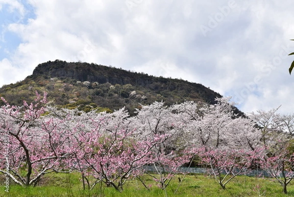 Obraz 桜