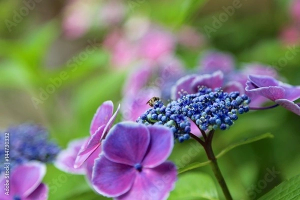 Obraz 紫陽花と蜂