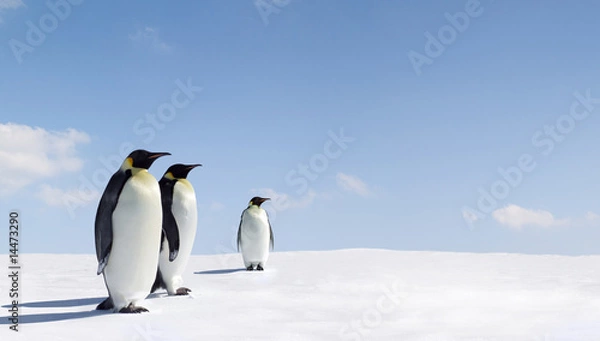 Obraz Pingwiny