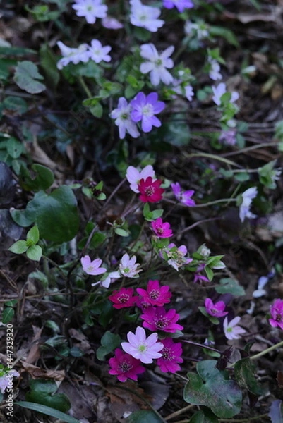 Fototapeta 雪の下から顔を出す