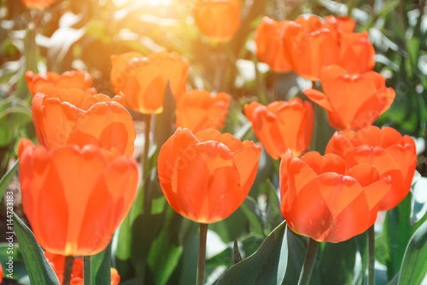 Fototapeta Beautiful red and pink tulips in a botanical garden in spring time with glare of sunlight in the sunset