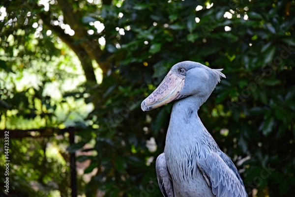 Fototapeta ハシビロコウ
