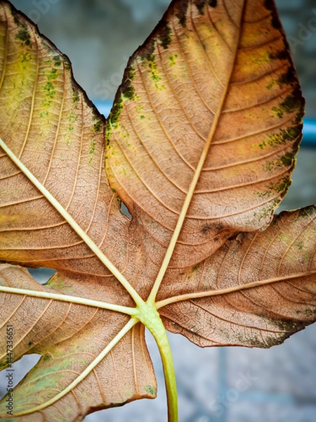 Obraz A high-resolution close-up of a beautifully detailed leaf, highlighting intricate vein patterns and natural textures. Perfect for nature-inspired photography and organic visuals.