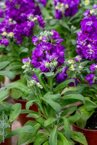 Fototapeta Matthiola incana is a flower belonging to the Matthiola genus of the Brassicaceae family.