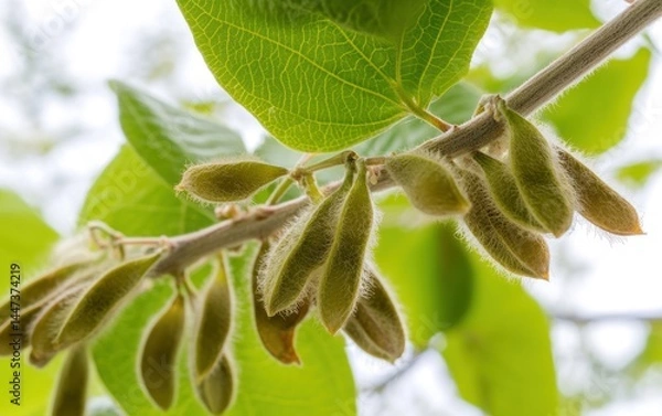 Obraz Soybean pods growing on a branch with green leaves