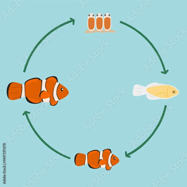 Obraz Clownfish life cycle diagram for kids, showing developmental stages in a fun and educational style.