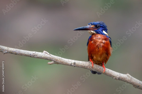 Fototapeta the blue-eared kingfisher perching on branch