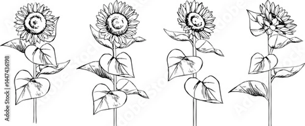 Obraz ひまわりの線画