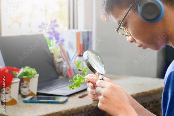 Fototapeta Asian schoolboy doing homework at home by learning various leaves and flowers by using magnifying glass and laptop, now he is learning about cos leaf and green oak leaf for salad menu of healthy food.
