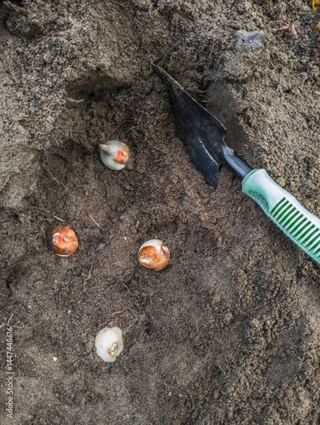 Fototapeta Planting Tulip Bulbs in Autumn Soil (Flat Lay)