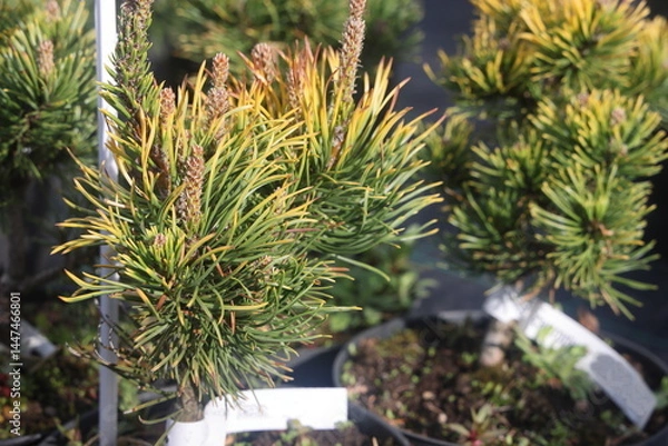 Obraz fluffy branches of young mountain pine sapling, green needles 2