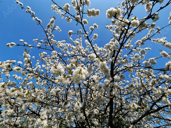 Obraz Cherry tree covered with white flowers in spring in a French garden