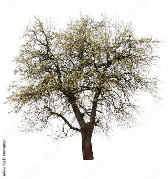 Fototapeta flowering pear tree