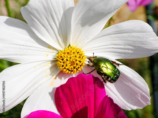 Obraz Macro green Cetonia aurata on white cosmos bipinnatus flower and seen from above