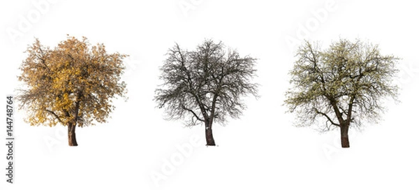 Fototapeta three pear tree