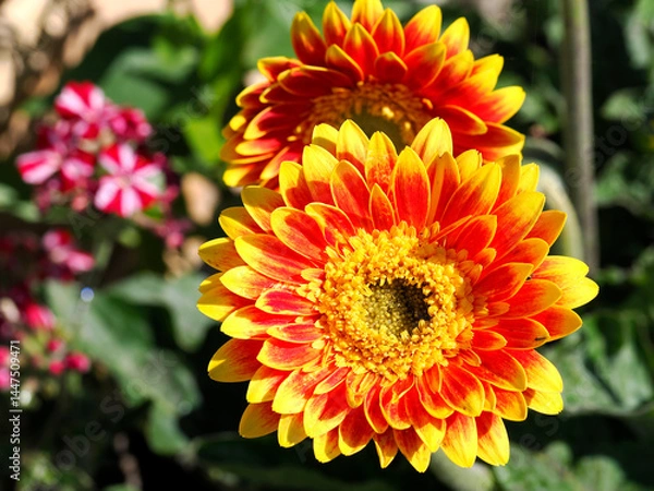 Obraz Red and yellow gerbera flowers in french garden