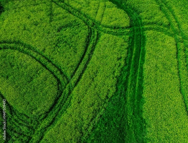 Fototapeta green farmland from a drone, green meadow from a bird's eye view, green meadow photo, green grass from above, green lawn from a bird's eye view