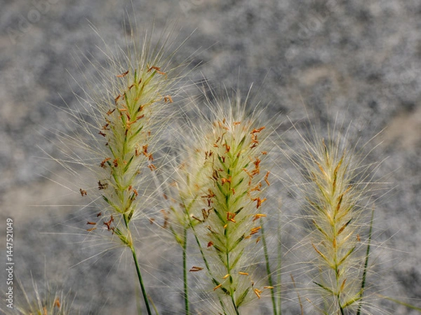 Obraz Tall gold grasses of Pennisetum genus in french garden