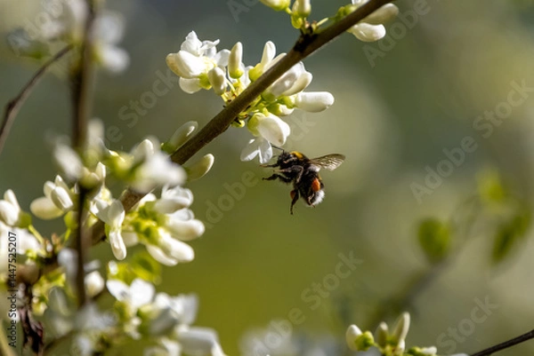 Fototapeta Eine Hummel bei der Suche nach Nektar im Frühling