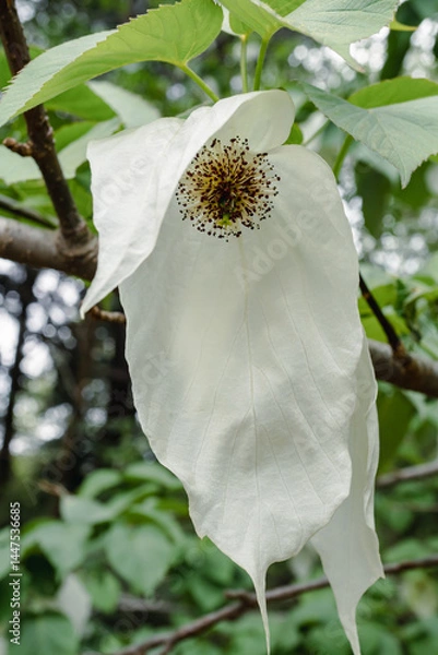 Fototapeta Handkerchief tree in spring