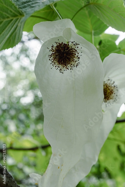 Fototapeta Handkerchief tree in spring