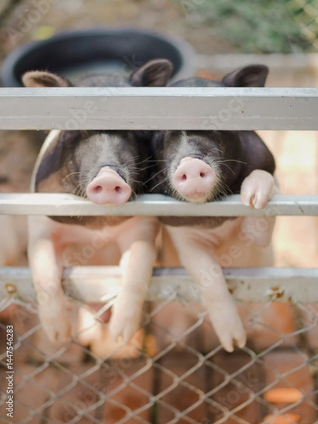Fototapeta Little pigs. Two piglets are standing on their back feet and waiting for feeding time. Soft focus on the left pig's pink nose.