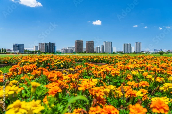 Fototapeta 多摩川緑地に広がるマリーゴールドの花畑と川崎のマンション群【神奈川県・川崎市－東京都・大田区】