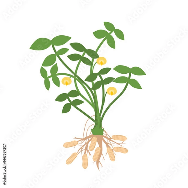 Obraz This is an illustration of a peanut plant, showing its leaves, yellow flowers, roots, and peanuts growing underground.