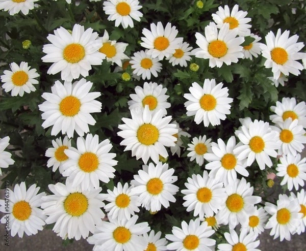 Fototapeta ノースポール（クリサンセマム）の花のアップ