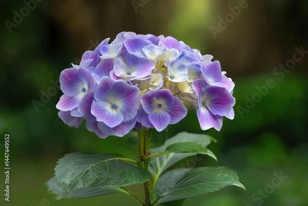 Fototapeta Purple Hydrangea Blossom Flower with Green Leaves