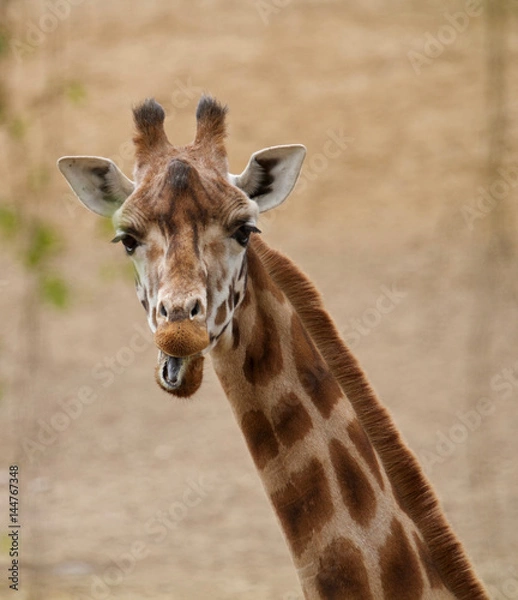 Obraz giraffe