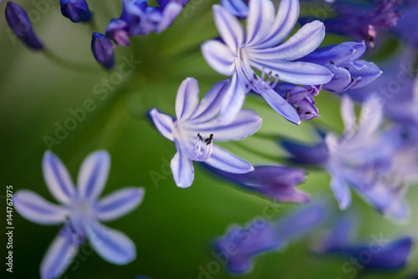 Obraz Blue Flowers