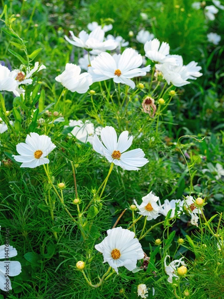 Obraz white pigtail in a flower bed