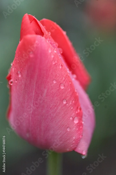 Fototapeta Pink tulip covered with drops after rain, Selective focus and shallow Depth of field.