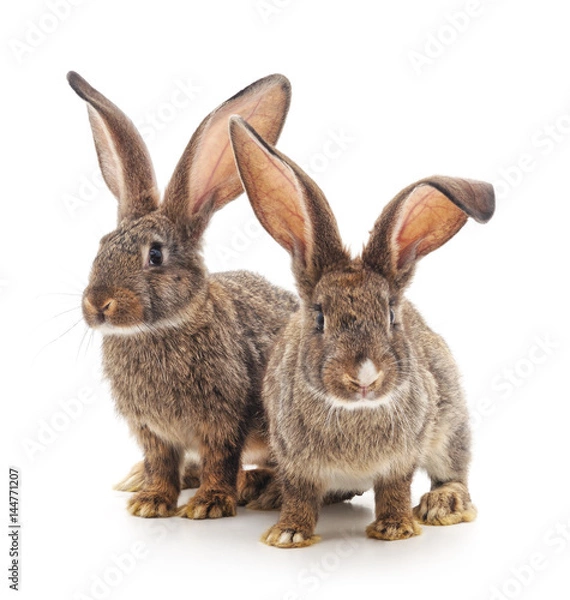 Obraz Two rabbits.