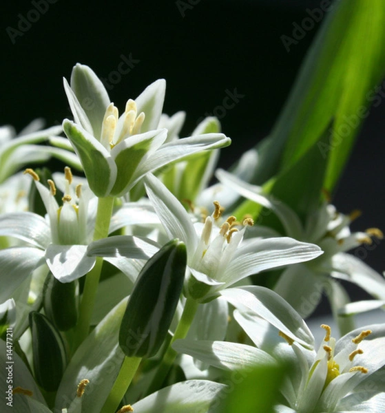 Obraz wedding flowers