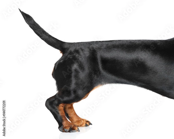 Obraz Tail Dachshund on white background