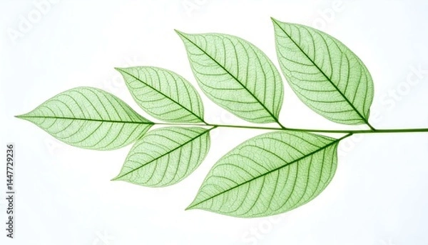 Fototapeta Five translucent green leaves on a branch, isolated on white. Perfect for nature, spa, or eco-friendly designs.