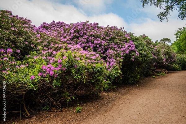 Fototapeta A long row of rhododendron bushes, heavy with purple blooms, lines a dirt footpath, creating a lush, vibrant corridor in the warmth of late spring