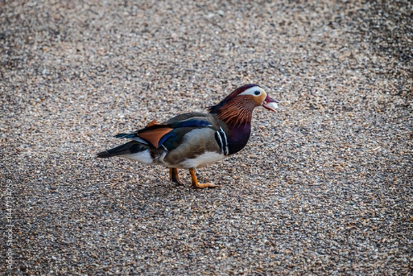 Obraz A male Mandarin duck snatches a piece of bread on a pebble-covered concrete floor