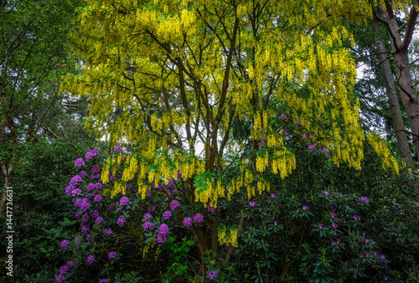 Obraz Golden Laburnum blooms cascade above a rhododendron bush bursting with purple flowers in late spring