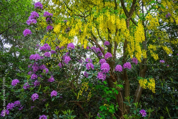Obraz Laburnum anagyroides yellow blooms and rhododendron purple flowers, their vivid colors contrasting beautifully against each other in late spring