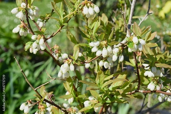 Obraz Blühende Kulturheidelbeere