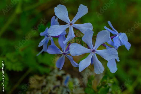 Fototapeta Common blue phlox blooming on the forest floor in the Great Smoky Mountains in North Carolina