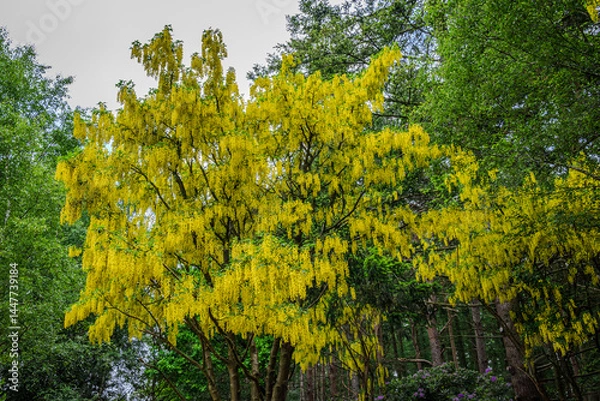 Obraz A canopy of Laburnum anagyroides bursts with golden yellow blooms, glowing softly beneath an overcast late spring sky
