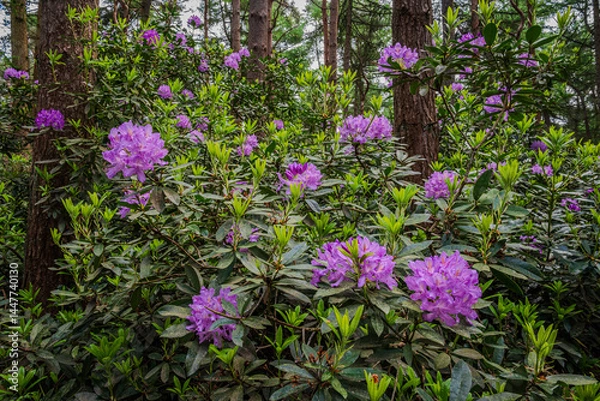 Obraz A close-up of purple rhododendron flowers glows softly beneath the forest canopy, adding a splash of color to the shaded late spring woods 1