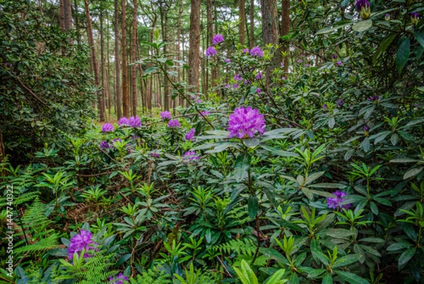 Obraz A close-up of purple rhododendron flowers glows softly beneath the forest canopy, adding a splash of color to the shaded late spring woods 2