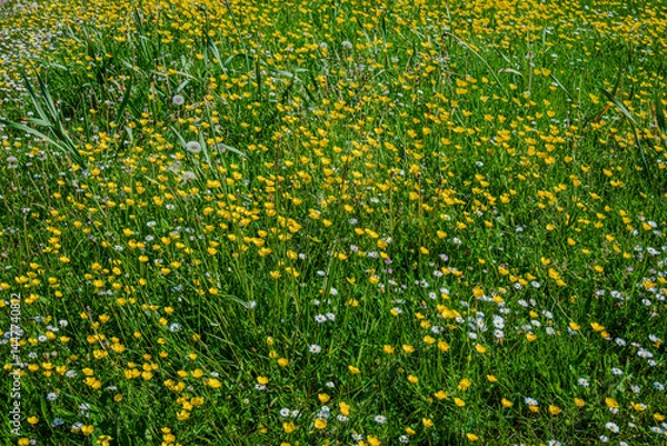 Obraz A close-up of the meadow reveals a vibrant sea of yellow wildflowers swaying gently amid the fresh green grass 1