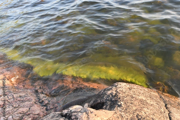 Fototapeta Clean seashore with green algae