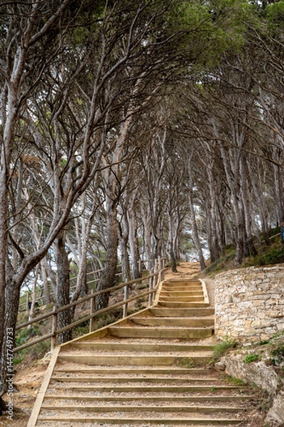 Obraz Beautiful tree path in the mediterranean coast in Europe